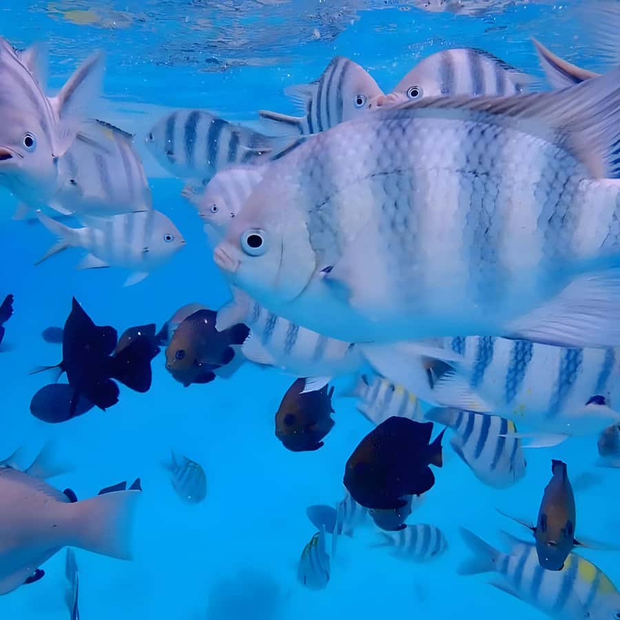 Snorkeling and swimming with dolphins in mnemba island - Key points before you book