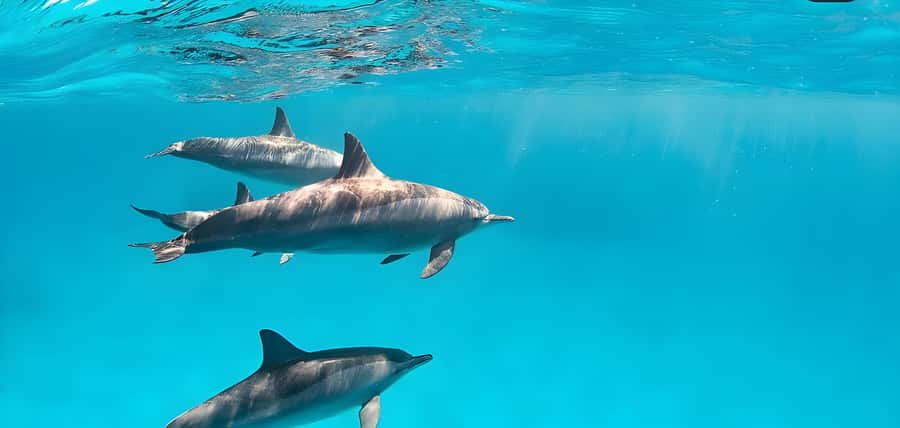 Snorkeling and swimming with dolphins in mnemba island - Why Mnemba Atoll is the main attraction