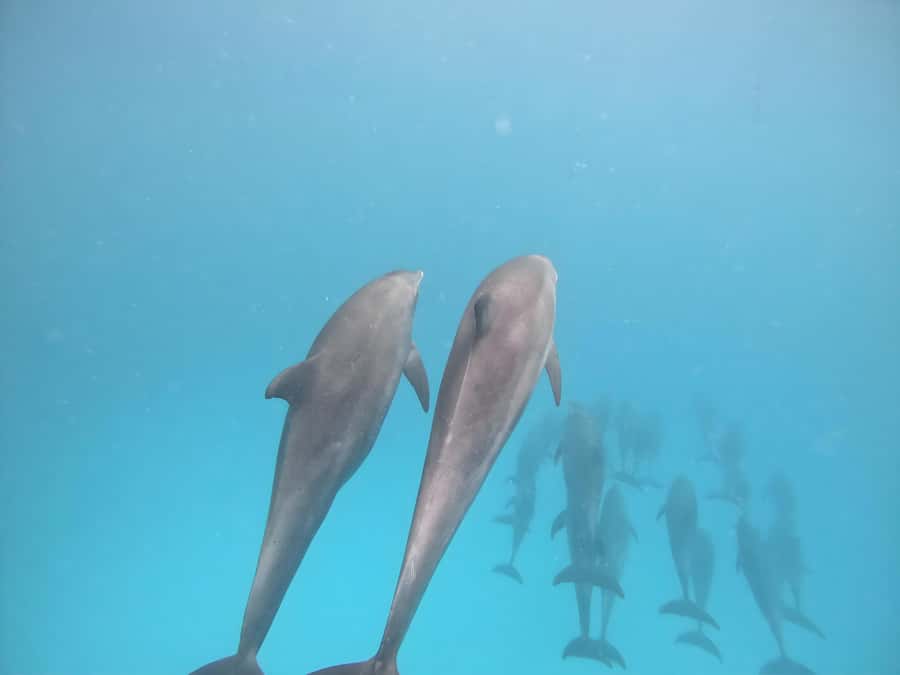 Snorkeling and swimming with dolphins in mnemba island - Snorkeling from the boat at two spots