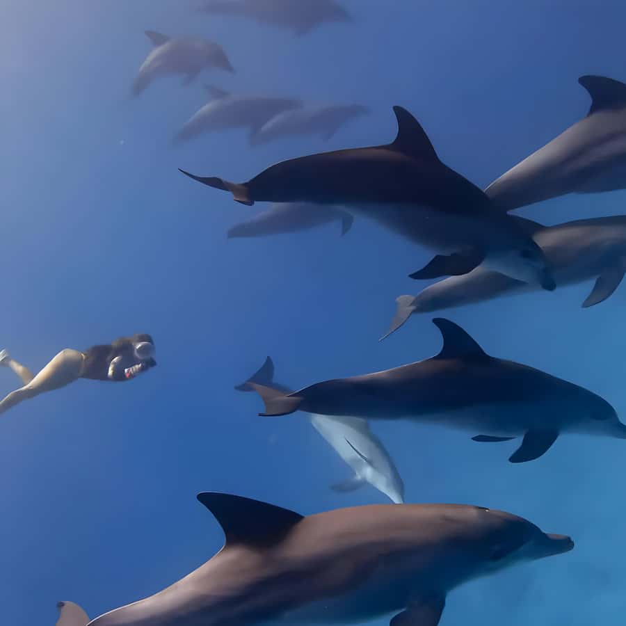 Snorkeling and swimming with dolphins in mnemba island - What to pack for a smoother morning