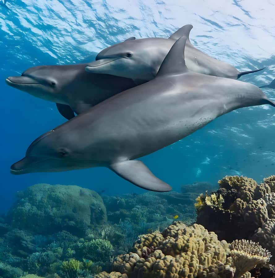 Snorkeling and swimming with dolphins in mnemba island - Getting there from Muyuni Beach or Nungwi
