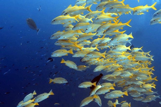Snorkeling at Mnemba Atoll - Why Mnemba Atoll is worth your time