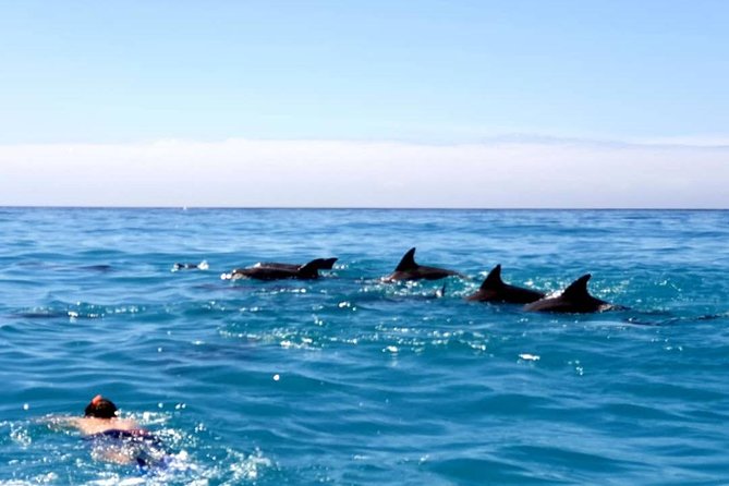 Snorkeling at Mnemba Atoll - What you can see beneath the surface