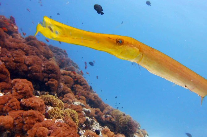 Snorkeling at Mnemba Atoll - Lunch on the beach