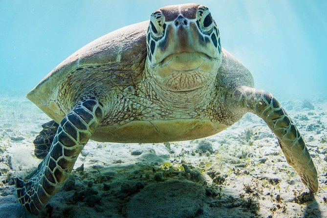 Snorkeling at Mnemba Atoll - Who should book this outing?