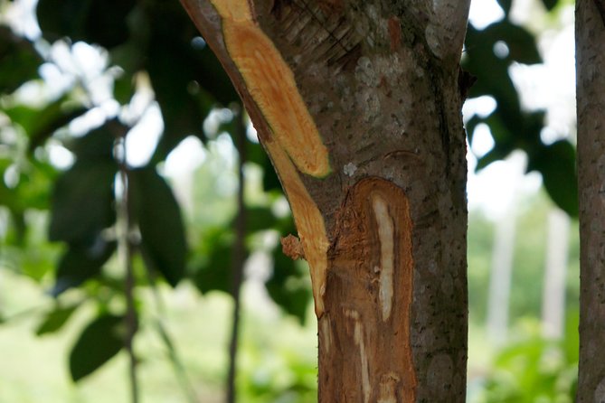 Spice and Fruit Tour - Walking Through SISO Spice Farm