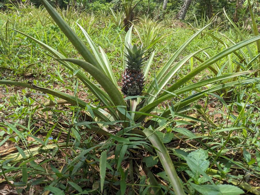 Spice Farm Bike Tour: Pedal Through Aromatic Adventures - Timing, Weather, and Pickup Details