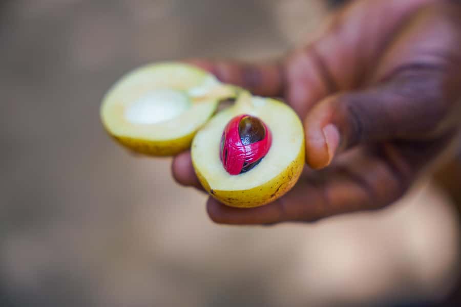 Spice Farm - spice up your life in Zanzibar - From Asian spice routes to Zanzibar farms