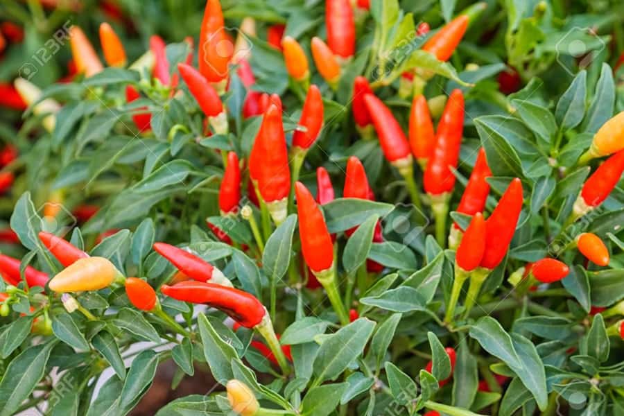 Spice Farm - spice up your life in Zanzibar - Walking among cinnamon, cloves, and vanilla