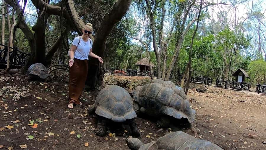 Spice farm,Stone town and Jozani forest tour with lunch - Key points before you book