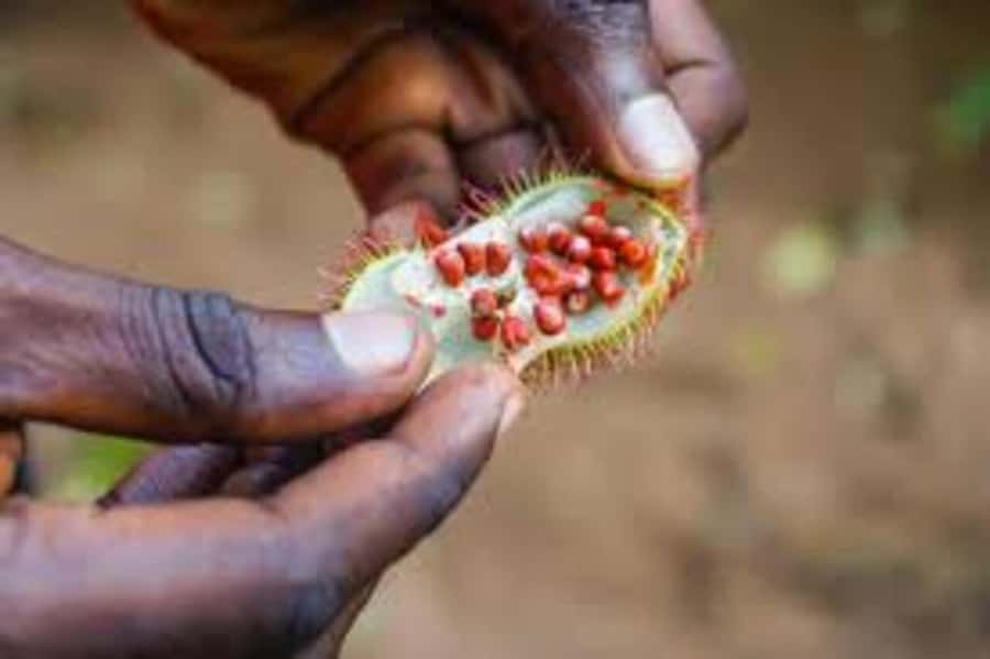 Spice farm,Stone town and Jozani forest tour with lunch - A local pilau lunch with Zanzibar flavor