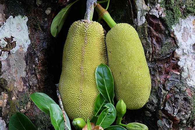 Spice Farm Tour -Half Day - Key points to know before booking