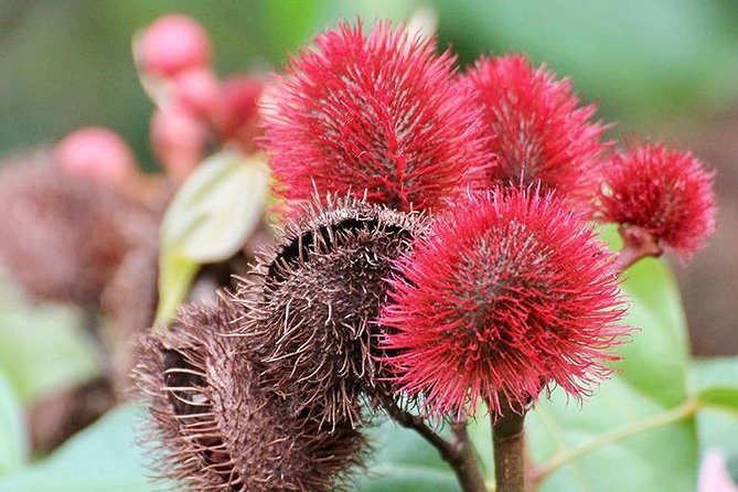 Spice Farm Tour -Half Day - Why a Zanzibar spice tour is worth your morning