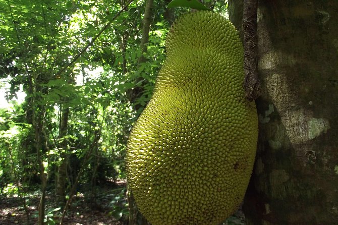 Spice Farm Tour with Traditional Cooking Lesson - Timing, meeting point, and cancellation details