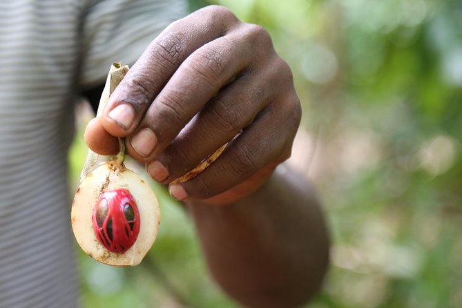 Spice Tour of Zanzibar - The 9am hotel pickup and ride from Stone Town