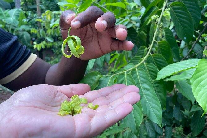Spice Tour, Stone Town and Prison Island - What $90.10 Buys You