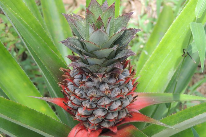 Spice Tour Zanzibar - What the guide adds to the experience