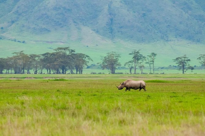 Spotting Africa Big Five (5) animals. - What $1,410 Buys You in Three Days