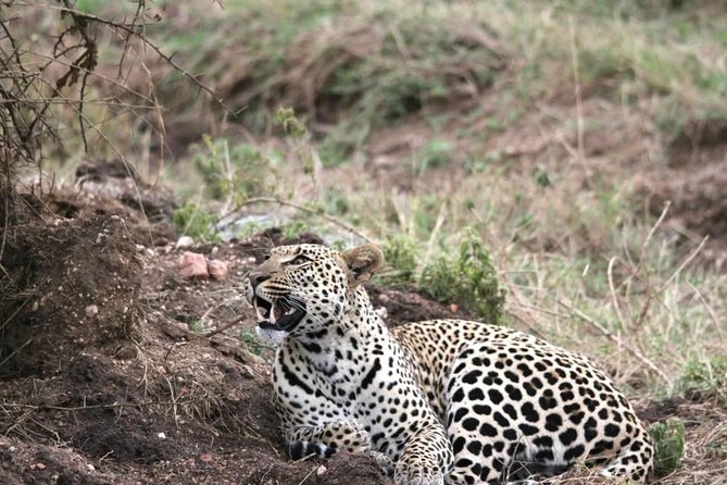 Spotting Africa Big Five (5) animals. - Private Transport and the Shape of the Days