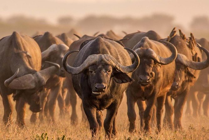 Spotting Africa Big Five (5) animals. - Day Two: The Ngorongoro Crater Big Five Search