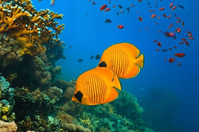 Starfish Adventure; The Rock Restaurant; Kuza Cave, Salaam Cave - Key points to know before booking