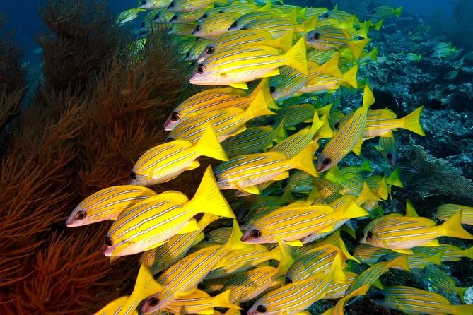 Starfish Adventure; The Rock Restaurant; Kuza Cave, Salaam Cave - What this Zanzibar day tour actually covers