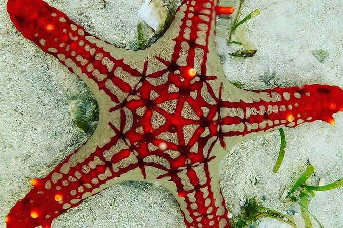 Starfish Adventure; The Rock Restaurant; Kuza Cave, Salaam Cave - Pingwe’s shallow-water starfish stop
