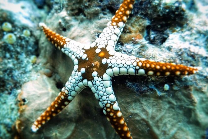 Starfish Adventure; The Rock Restaurant; Kuza Cave, Salaam Cave - Swimming with sea turtles at Salaam Cave