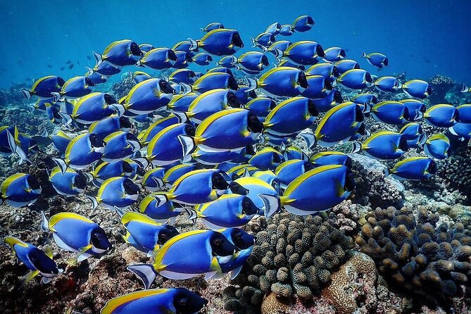 Starfish Adventure; The Rock Restaurant; Kuza Cave, Salaam Cave - Michamvi and the Blue Lagoon atoll