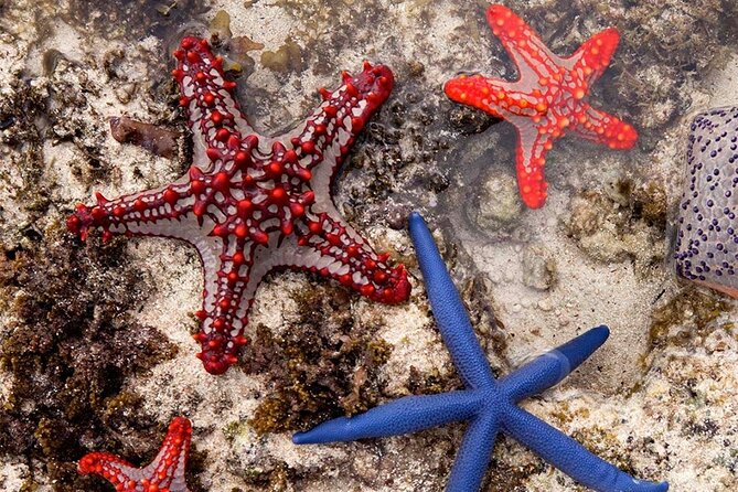 Starfish Beach; The Rock; Kuza Cave; Paje Beach; Salaam Cave Tour - The day at a glance