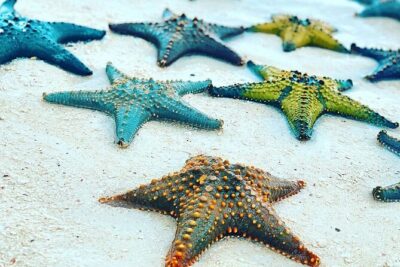 Starfish Beach; The Rock; Kuza Cave; Paje Beach; Salaam Cave Tour