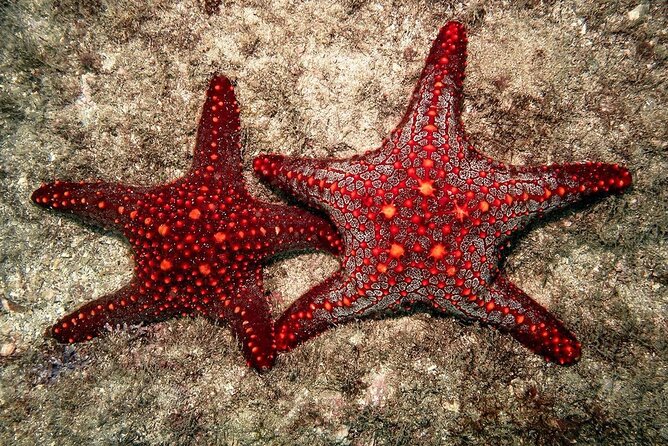 Starfish Beach; The Rock; Kuza Cave; Paje Beach; Salaam Cave Tour - Guides, transport, and the long day