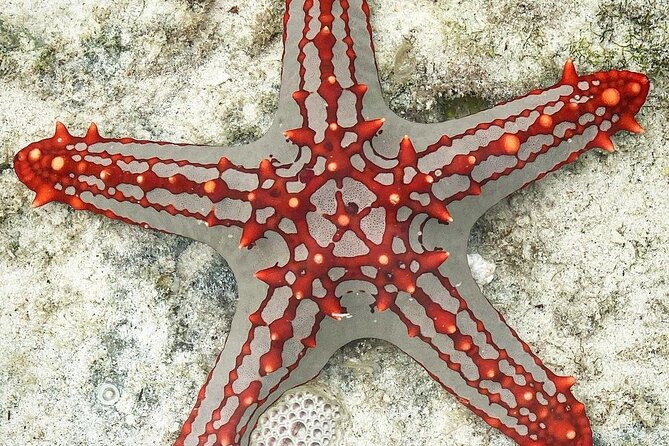 Starfish Beach; The Rock; Paje Beach; Jozani Forest; Salaam Cave - Paje Beach for hammocks and water sports