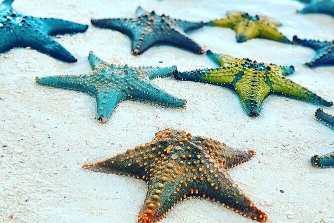Starfish Beach; The Rock; Paje Beach; Jozani Forest; Salaam Cave - Jozani Forest Park and the mangrove walk