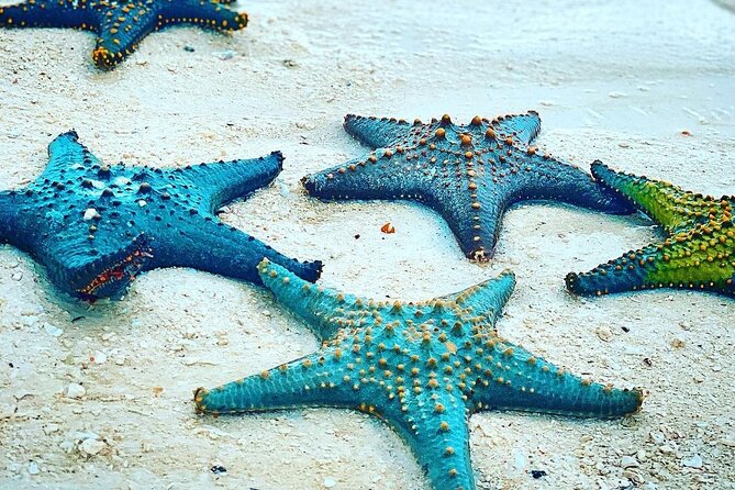 Starfish Beach; The Rock; Paje Beach; Jozani Forest; Salaam Cave - Starfish Beach near Pingwe