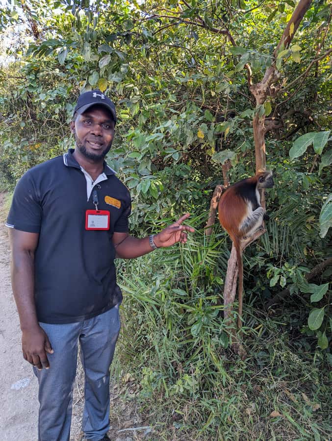 Stone Town: Jozani Chwaka Bay National Park Half-Day Tour - Key points at a glance