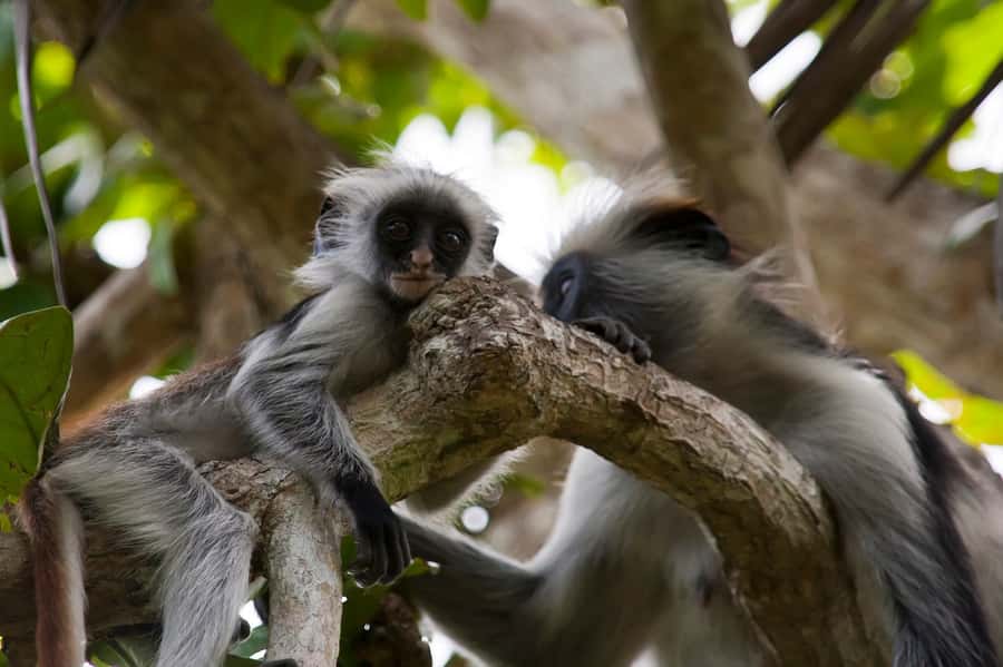 Stone Town: Jozani Chwaka Bay National Park Half-Day Tour - Why Jozani Forest deserves half a day