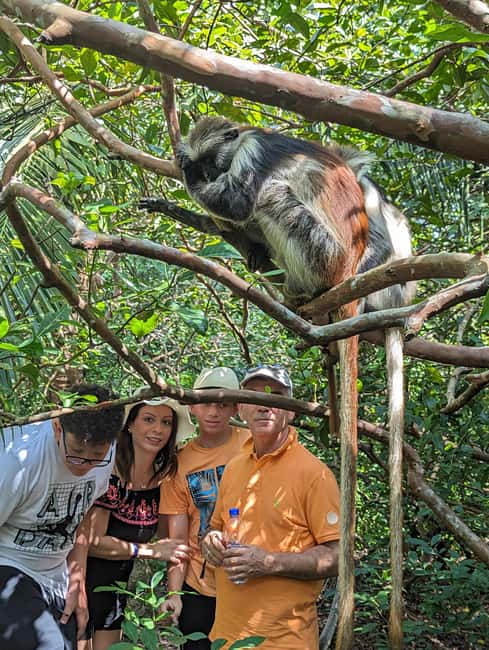 Stone Town: Jozani Chwaka Bay National Park Half-Day Tour - What the $110 price really covers