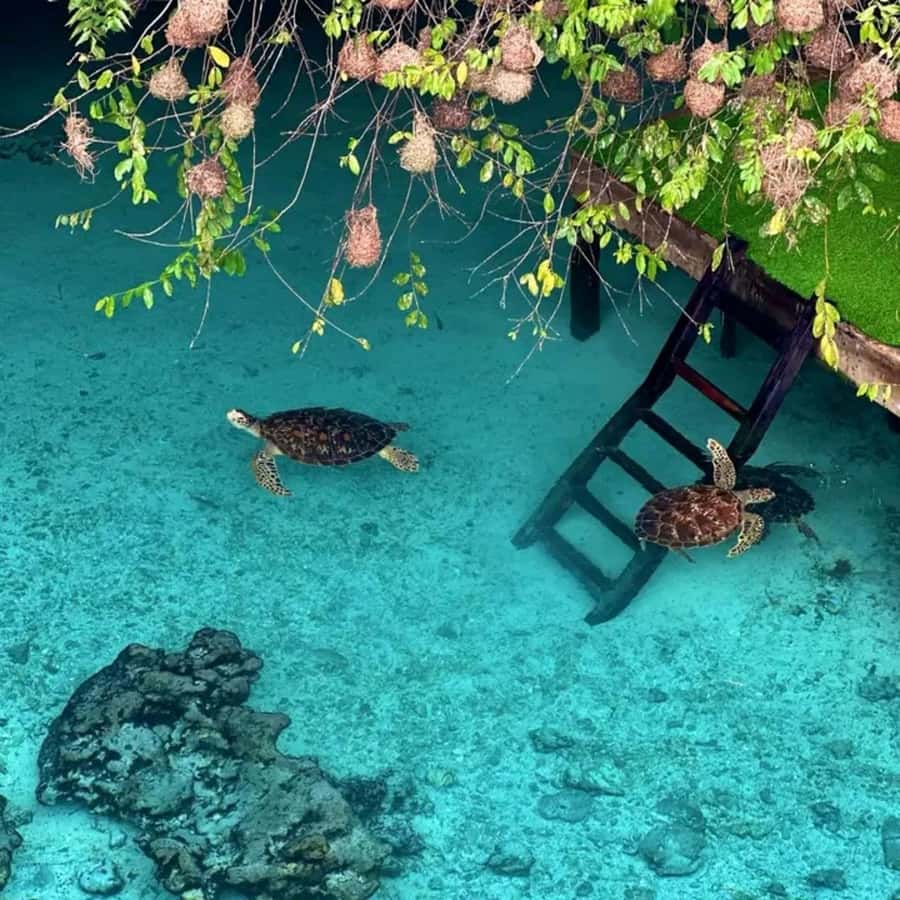 Stone Town, Jozani Forest, Sea Turtles & The Rock Restaurant - Five useful things to know before booking