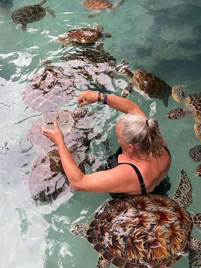 Stone Town, Jozani Forest, Sea Turtles & The Rock Restaurant - Jozani Forest: the best wildlife stop