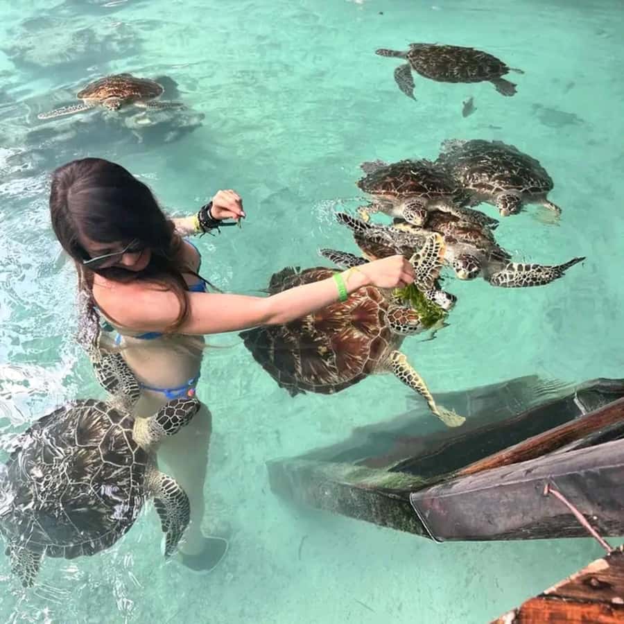 Stone Town, Jozani Forest, Sea Turtles & The Rock Restaurant - Stone Town: two hours among Zanzibar’s old streets