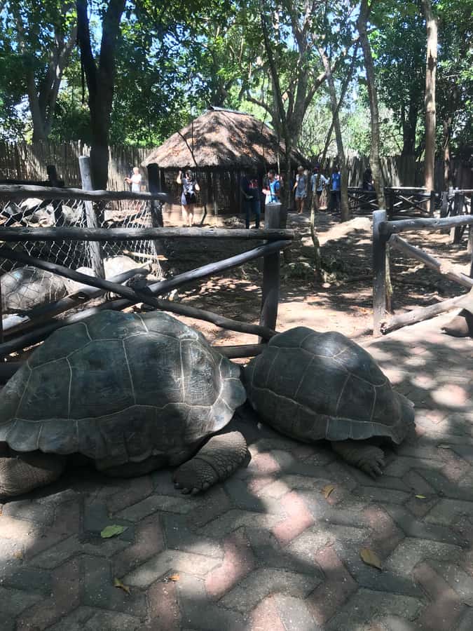 Stone Town: Stone Town and Prison Island Private Day Trip - Who should book this six-hour tour