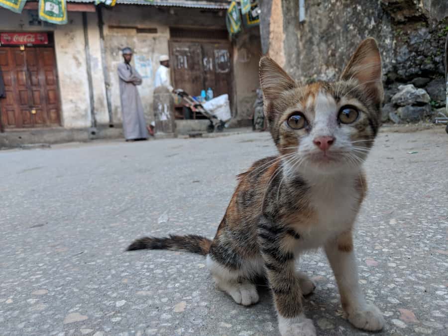 Stonetown Historical Walking Tour & Traditional Lunch - Ending with a traditional local lunch