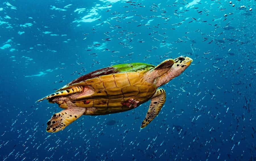 Swim with Sea Turtles, Kuza Cave, Paje Beach, The Rock Lunch - Key points at a glance