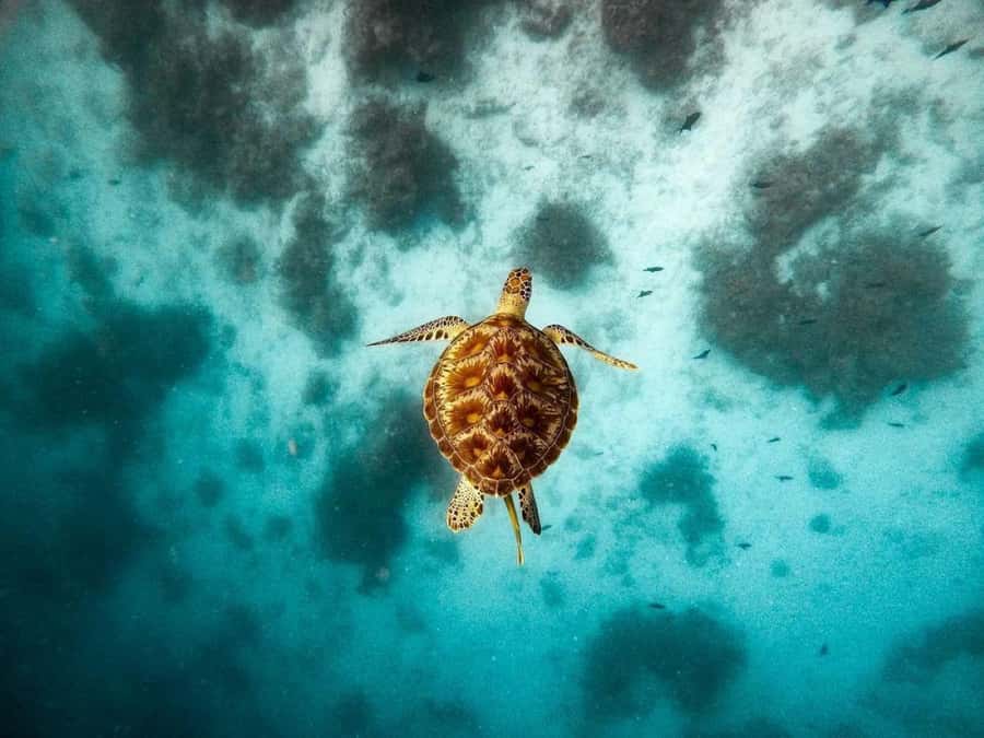 Swim with Sea Turtles, Kuza Cave, Paje Beach, The Rock Lunch - Jozani Forest and the red colobus monkeys