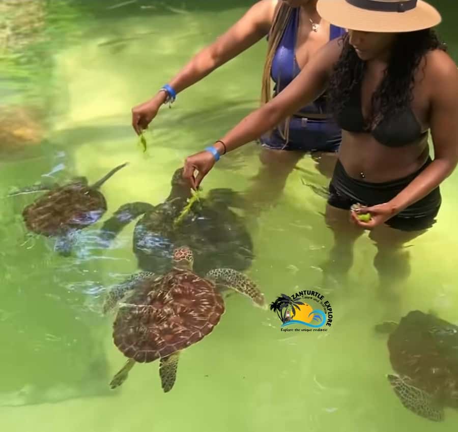 Swim with Turtles at The Lagoons Zanzibar & Stone Town Tour - What Stone Town feels like on foot