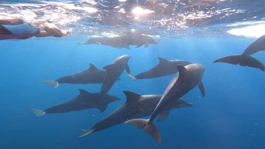 swimming with dolphin in kizimkazi zanzibar - Key points to know before you book