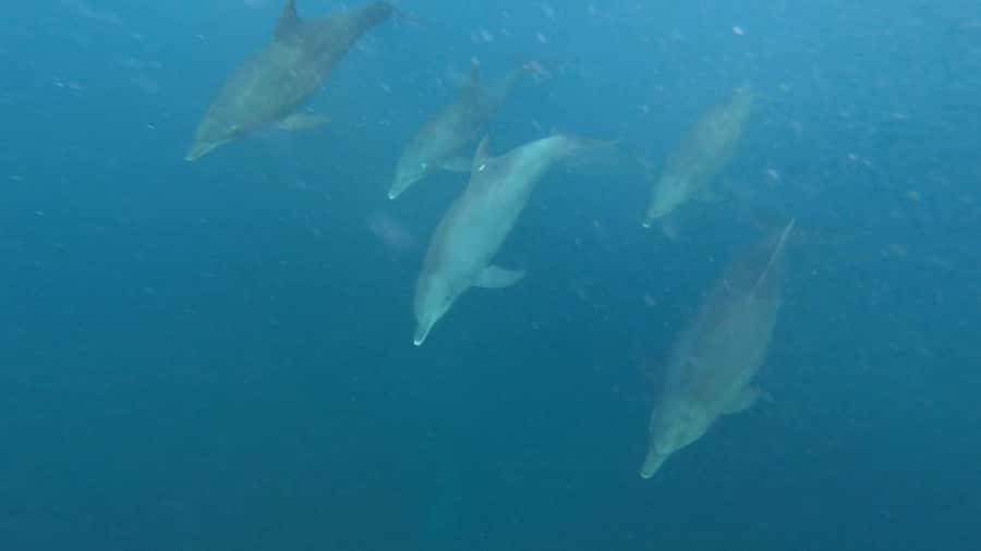 swimming with dolphin in kizimkazi zanzibar - The 30-minute speedboat ride