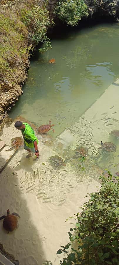 Swimming with tirltes at The Lagoons Zanzibar in Nungwi - Entering the natural aquarium in Nungwi