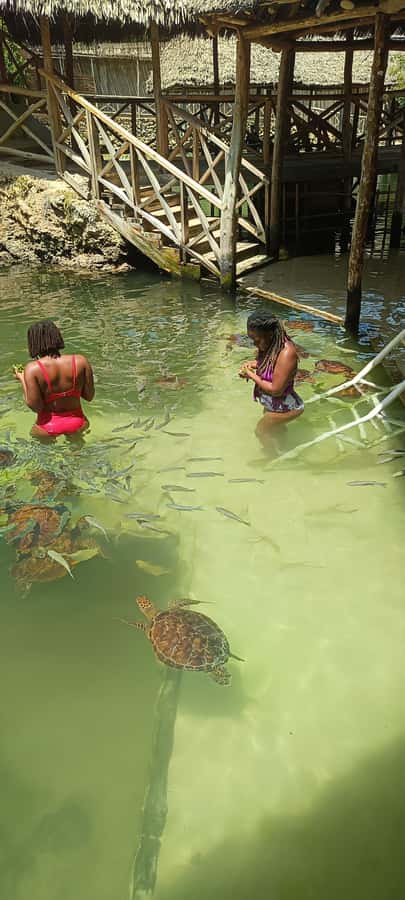 Swimming with tirltes at The Lagoons Zanzibar in Nungwi - Feeding the turtles seaweed